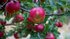 DN Debate. "Are Swedish apples unique to Sweden? No, not anymore"